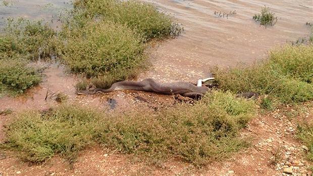 Snake-Vs-Crocodile-2