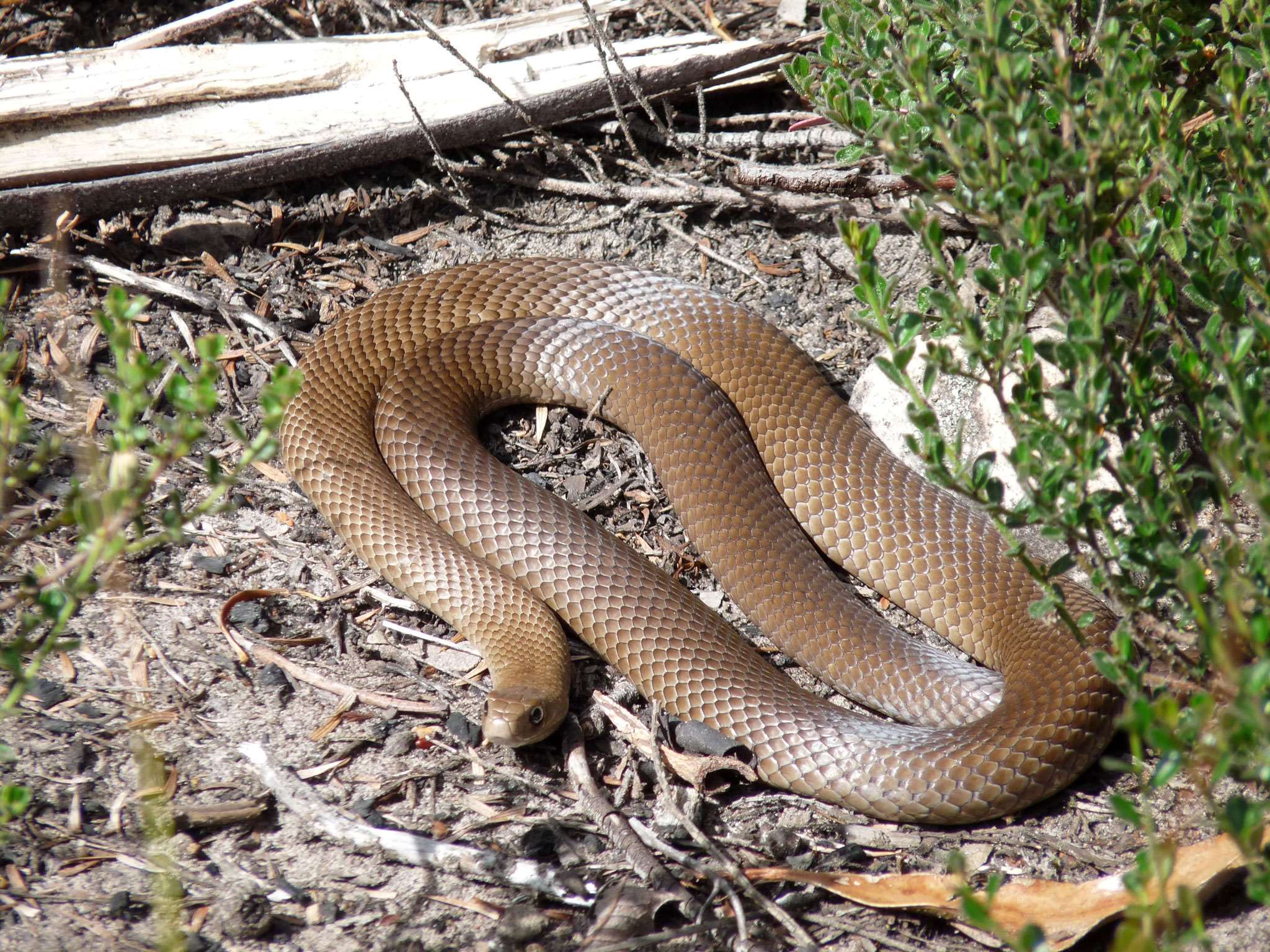 eastern brown snake
