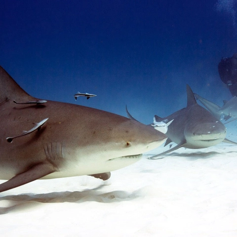 bull shark