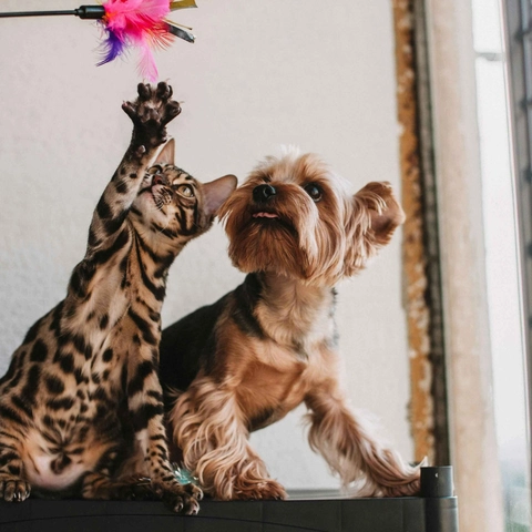 pexels-helen1-16395147