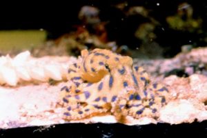 Blue-lined Octopus, Hapalochlaena fasciata