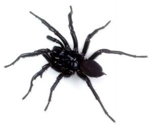 Sydney Funnel-web Spider (Atrax robustus)